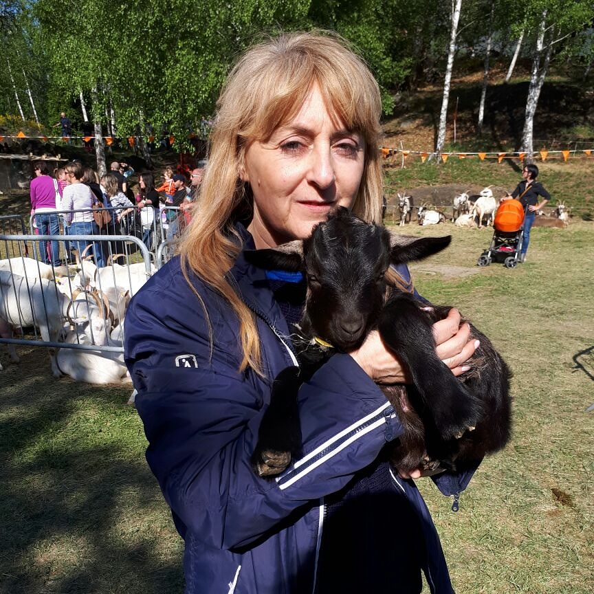 Marina Zenato animali capretta